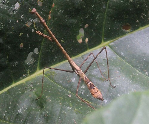Euchomenella moluccarum