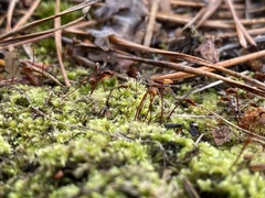 Brachytheciastrum velutinum