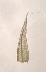 Brachytheciastrum velutinum