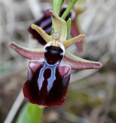 Ophrys mammosa