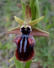 Ophrys mammosa