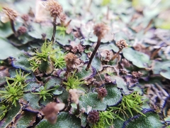 Asterella echinella