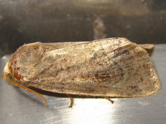 Cosmia camptostigma