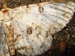 Ophthalmitis albosignaria