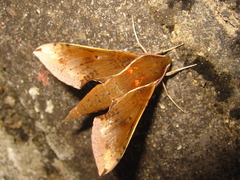 Rhagastis mongoliana