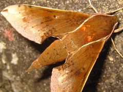 Rhagastis mongoliana