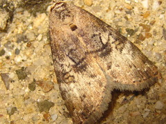 Bryophilina mollicula