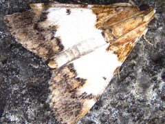 Teliphasa albifusa