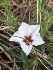 Convolvulus laciniatus