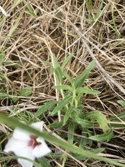 Convolvulus laciniatus