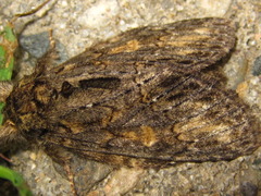 Fusadonta basilinea