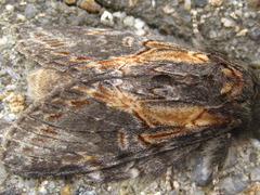 Peridea lativitta