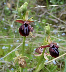 Ophrys mammosa