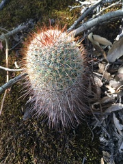 Mammillaria rekoi