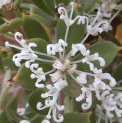 Hakea ruscifolia