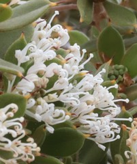 Hakea ruscifolia