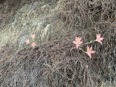 Alstroemeriaceae
