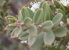 Hakea ruscifolia