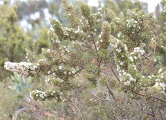Hakea ruscifolia