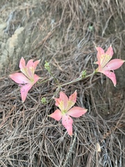Alstroemeriaceae