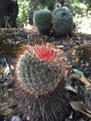 Mammillaria rekoi
