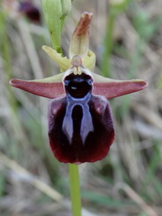 Ophrys mammosa