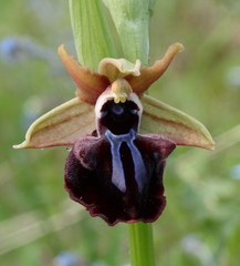 Ophrys mammosa