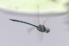 Hemicordulia eduardi