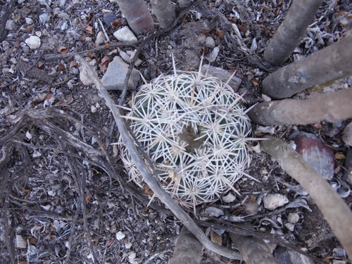 Coryphantha echinoidea