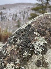 Montanelia sorediata