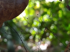 Marasmius crinis-equi