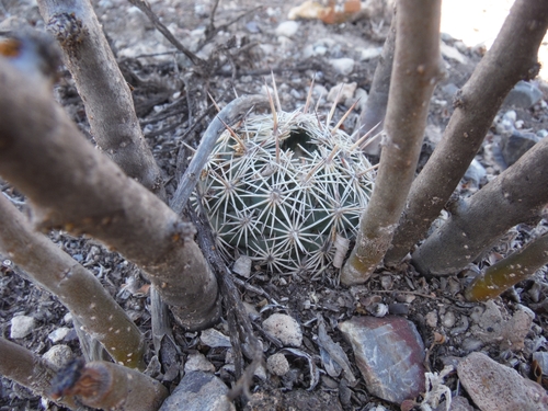 Coryphantha echinoidea