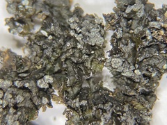 Montanelia sorediata