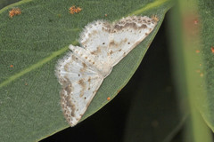 Scopula innocens