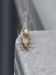 Chauliognathus sydneyanus