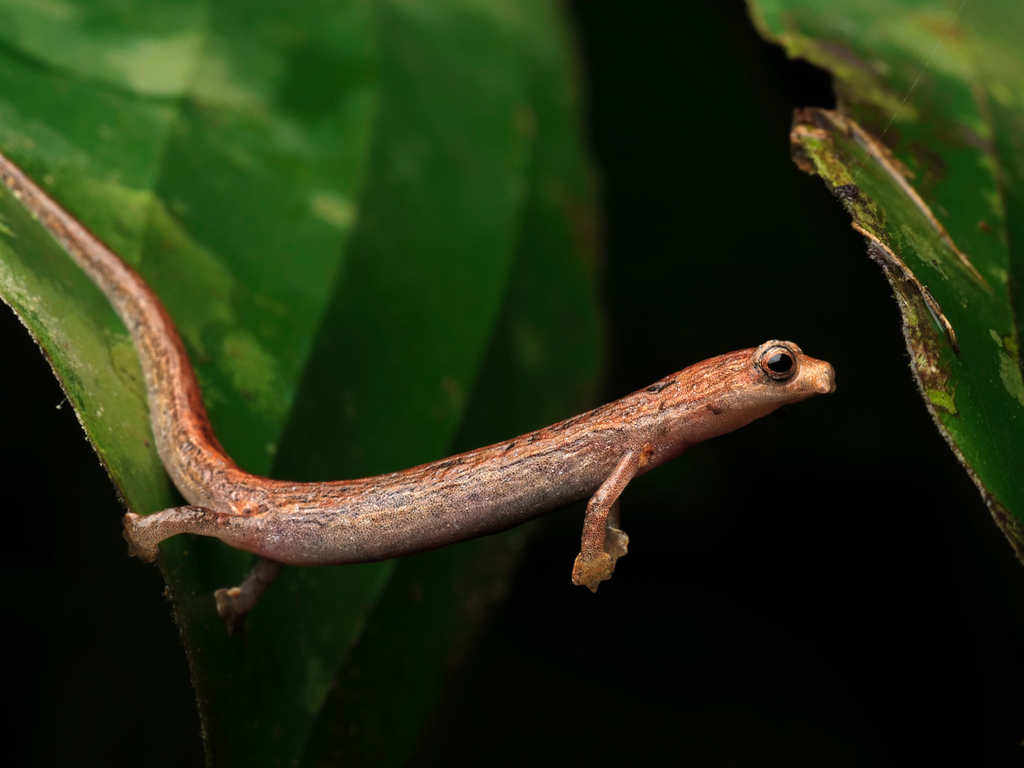 La Loma Salamander