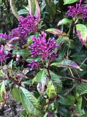 Fuchsia arborescens