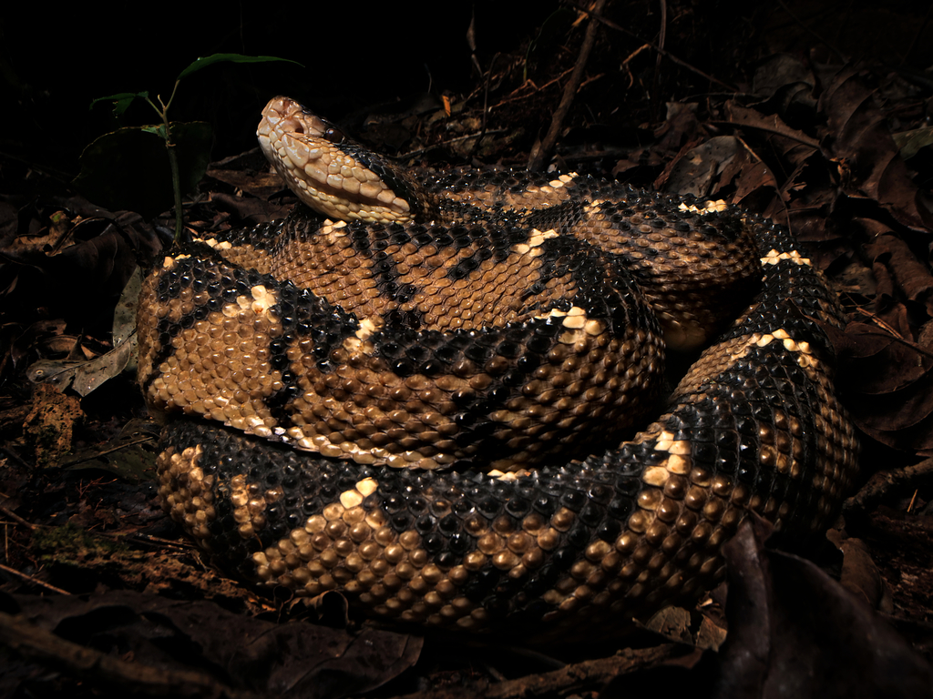 Central American Bushmaster