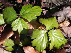 Waldsteinia