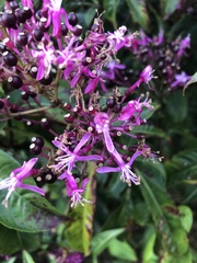 Fuchsia arborescens