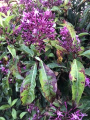 Fuchsia arborescens