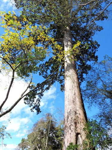 Image of Taiwania cryptomerioides by (c) Jacy Chen, some rights reserved (CC BY)