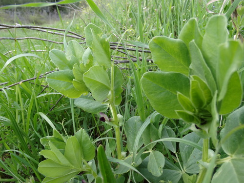 Image of Vicia johannis by (c) Kostas Zontanos, some rights reserved (CC BY)
