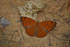 Pseudergolis wedah