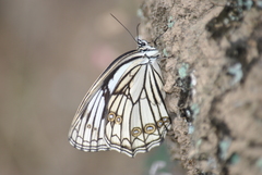 Melanargia