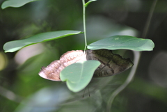 Pseudergolis wedah