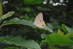 Lethe syrcis