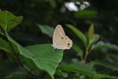 Lethe syrcis