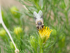 Copestylum apiciferum