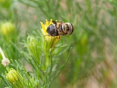 Copestylum apiciferum